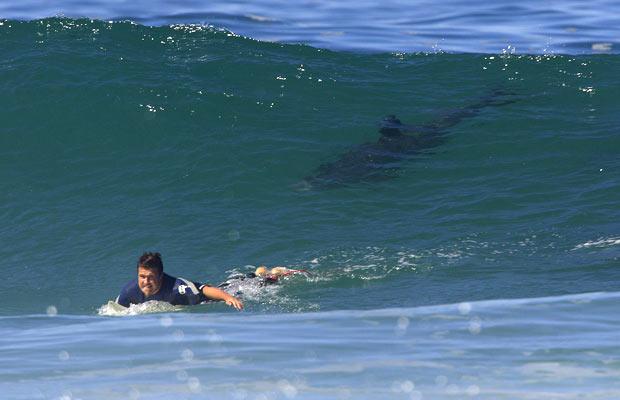 Shark Killed by Tourist in Costa Rica Activist | Pejibaye